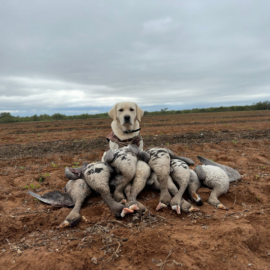 Specklebelly Goose Hunt